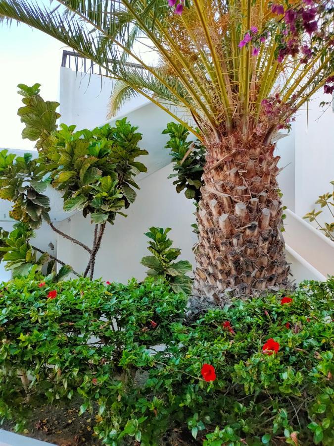 Flor De Cactus Διαμέρισμα Costa Teguise Εξωτερικό φωτογραφία
